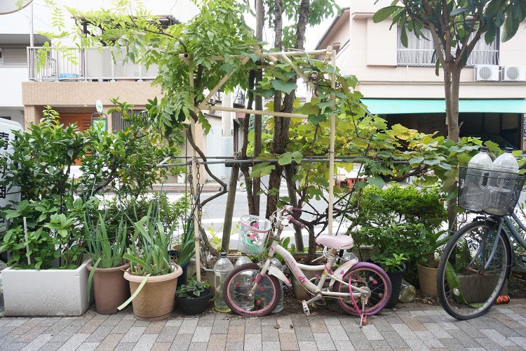 たのしい路上園芸観察。その醍醐味は、生活感や生命力、敷地からの「はみだし」にあり【路上園芸学会・村田あやこさんインタビュー 2/3】