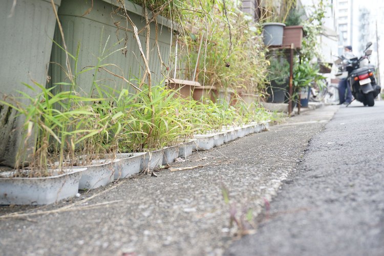 豆腐パックを使った押上の路上園芸。「これはイネ科の植物ですかね。かわいい～！」と村田さんも発見して大喜び。