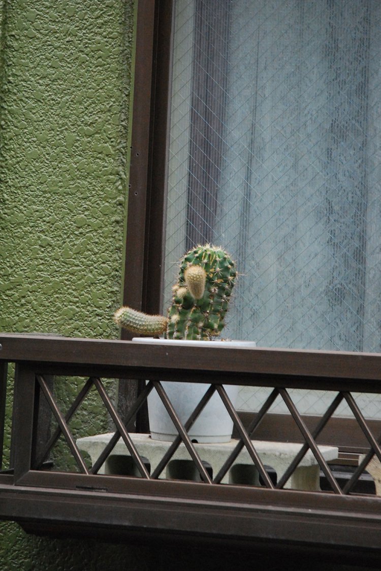 踊ってるみたいなサボテン。上記の書籍掲載の写真は2017年5月のものだったが……。（写真提供＝村田さん）