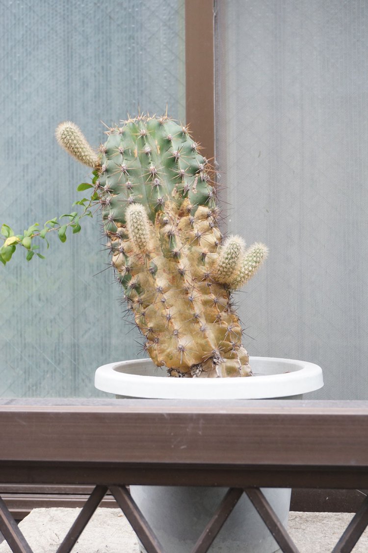 2020年10月の取材時には見た時はこんな形に。「あ、大きくなっている！本に載せたときよりも手が増えてますね」と村田さんも再会を喜んでいた。