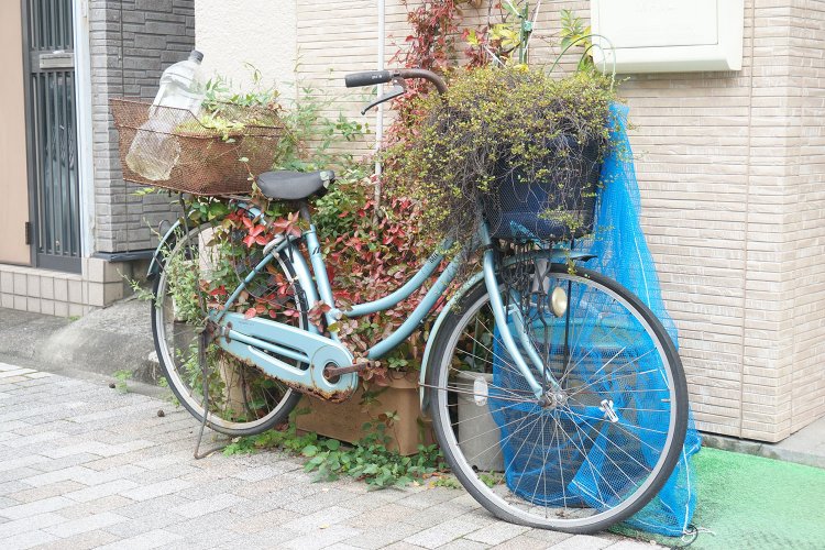 前後のカゴに植物が置かれ、全体が緑に包まれつつある自転車。こちらも『たのしい路上園芸観察』に登場した場所だったが、取材時も健在だった。