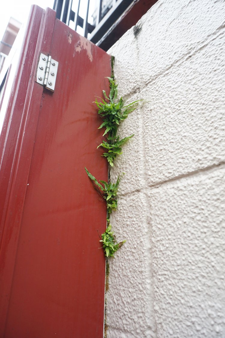 こんなシダだった。「周辺にあったシダの胞子がここに移ったんでしょうね。『こんな思いがけない場所に！』という発見も嬉しいです」と村田さん。