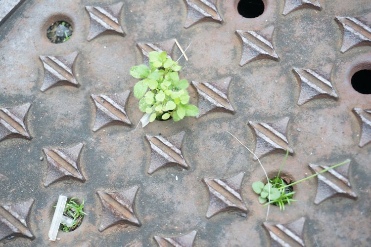 こちらは村田さんが「ちょろっと飛び出ててメチャクチャかわいいです。集合住宅みたいですよ」と教えてくれた段差プレート。