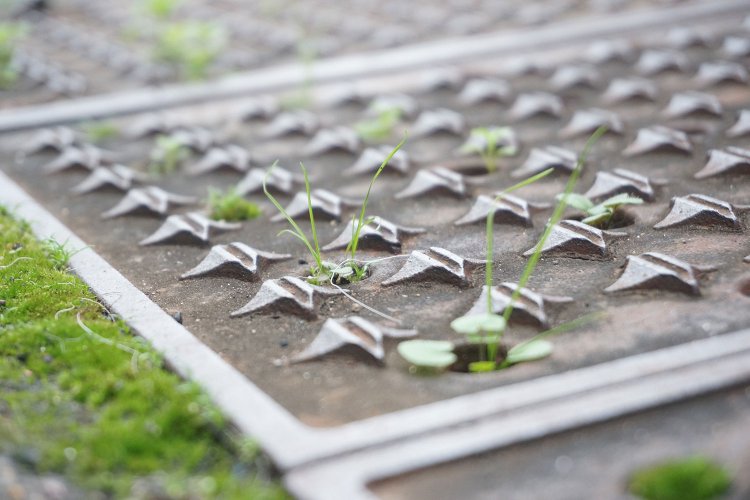 小さな穴からニョロニョロと伸びる植物たち。確かに切り取って見るとカワイイ！