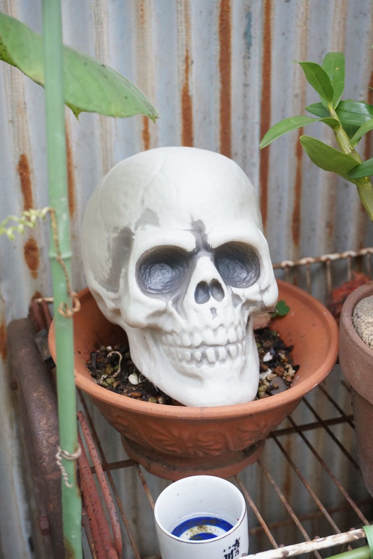 こんな大きな頭蓋骨も。「いいですね！ うちの近所の家もハロウィンの時期にはガイコツが置かれてます」と村田さん。