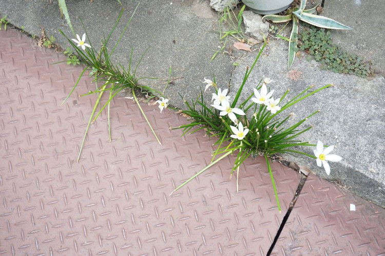 こちらは村田さんが路肩の隙間に発見したタマスダレ。「こうやって路上を観察すると、街には土や水が溜まりやすく、植物が生えちゃう隙間がまだ多くあるんだなと感じます」と村田さん。