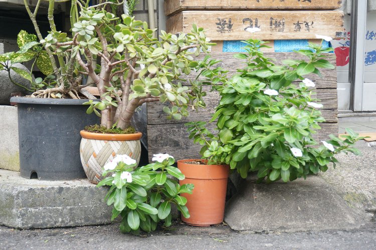 置かれている植物や鉢の配置は可愛らしい。