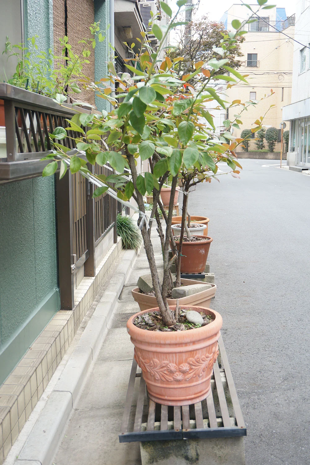 押上で園芸さんぽ 住民と植物が育んだ街の景観を楽しむ 路上園芸学会 村田あやこさんインタビュー 3 3 散歩道場へようこそ さんたつ By 散歩の達人