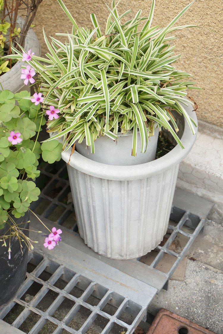 こちらも「鉢オン鉢」。ハサミでジャキジャキ切ったのが想像できる、ザックリ感のある剪定もいい。