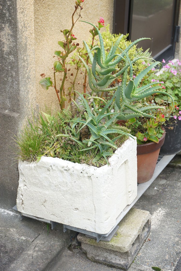 トロ箱に植えられたアロエ。「他の草は自然に生えてきたものかもしれませんね」と村田さん。