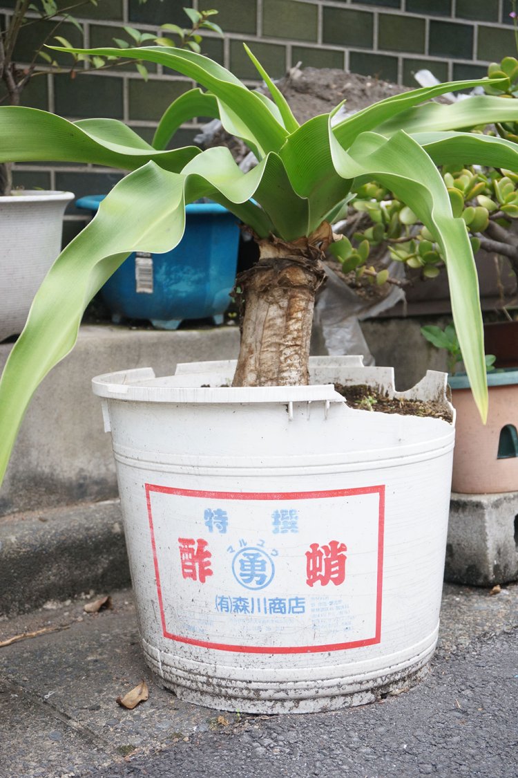 こちらは酢だこの樽。こちらも路上園芸の「転職鉢」では定番だ。「高菜や味噌の樽も多く見ますね。サイズが大きいので、大きめの木も育てられるところが便利なんだと思います」と村田さん。