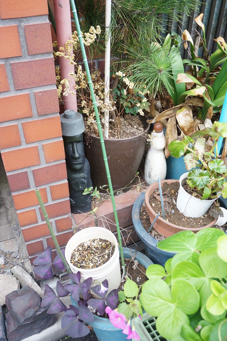 この日の取材ではモアイ像も見かけた。洗剤のペットボトルらしきものも一緒に並んでいるユルさがいい。