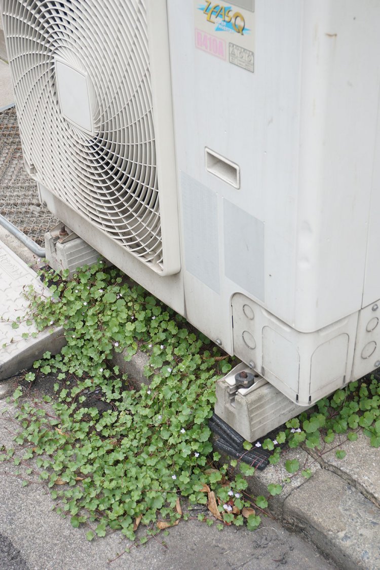 こんな感じでもっさりと繁茂している。