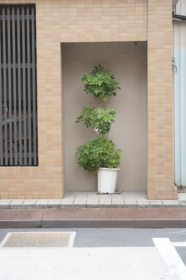 建物の壁が一部だけ窪んだ空間に配置された植木鉢。もともとは自販機でも置かれていたのだろうか。こちらも展示された作品のような趣がある。