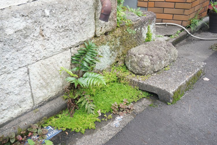 シダ植物やセダムが広がった路肩部分は、ちょっとした侘び寂びも感じる空間となっていた。「上から水が落ちてきやすいのか、植物の一等地になってますね」と村田さん。