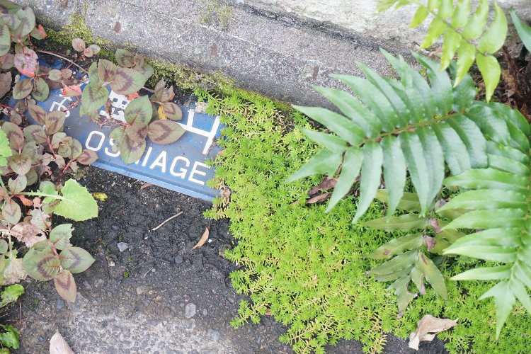 壁から剥がれ落ちた街区表示板がセダムに飲み込まれている。「人間のいない文明なき後の世界みたい……」と村田さん。