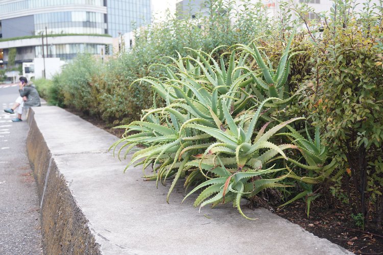 スカイツリーのすぐ近くでは街路樹にアロエが混じったりしていた。これは期待大！
