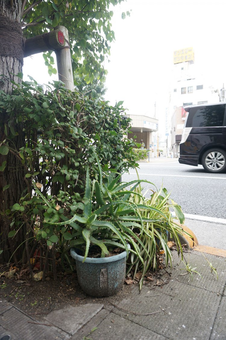 スカイツリーのすぐ近くにあったアロエ。