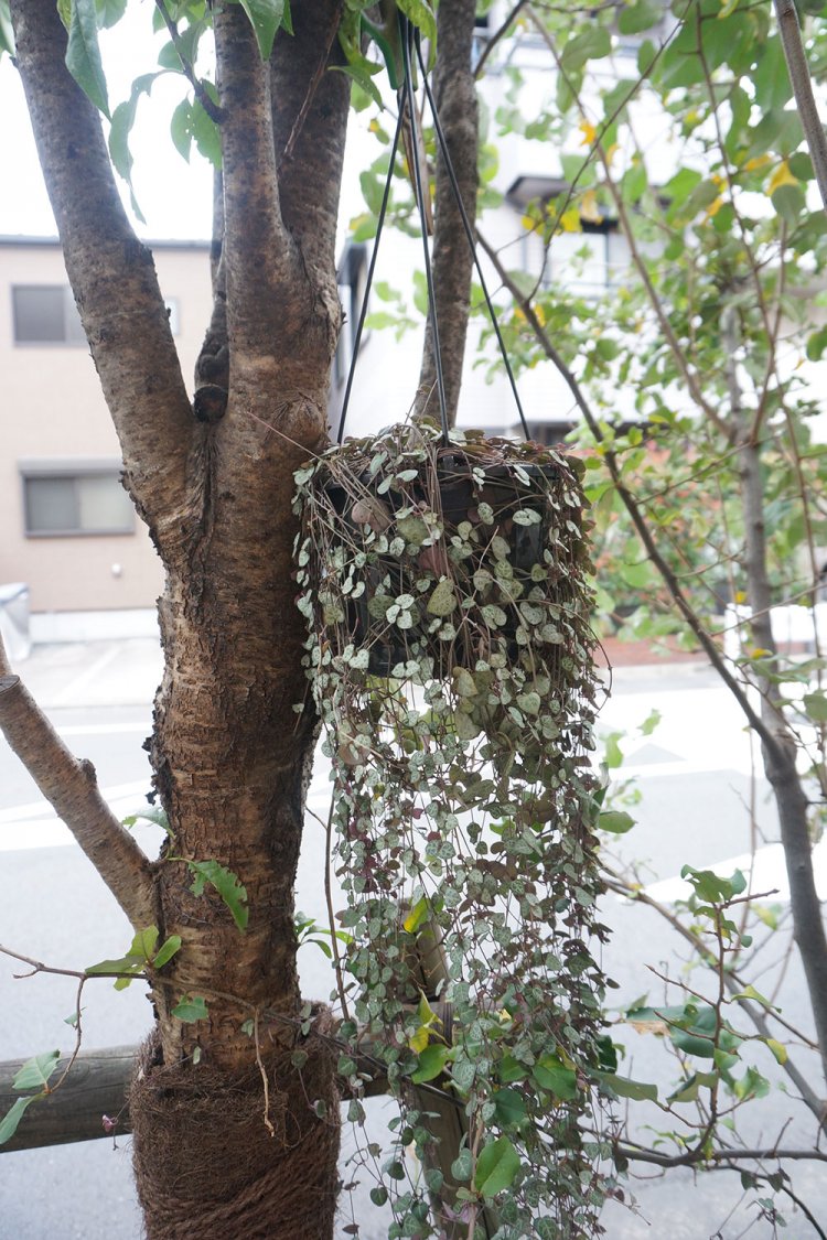 街路樹に誰かがハンギングしたと思われるワイヤープランツ。「これは……グレーですね（笑）」と村田さんも苦笑い。
