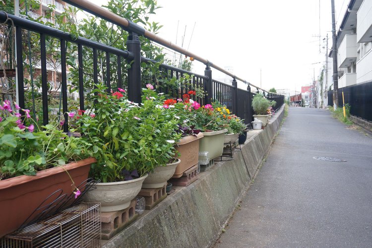 川沿いが個人宅の植木鉢置き場になっているエリアもあった。半ば自治体の公認なのかも？