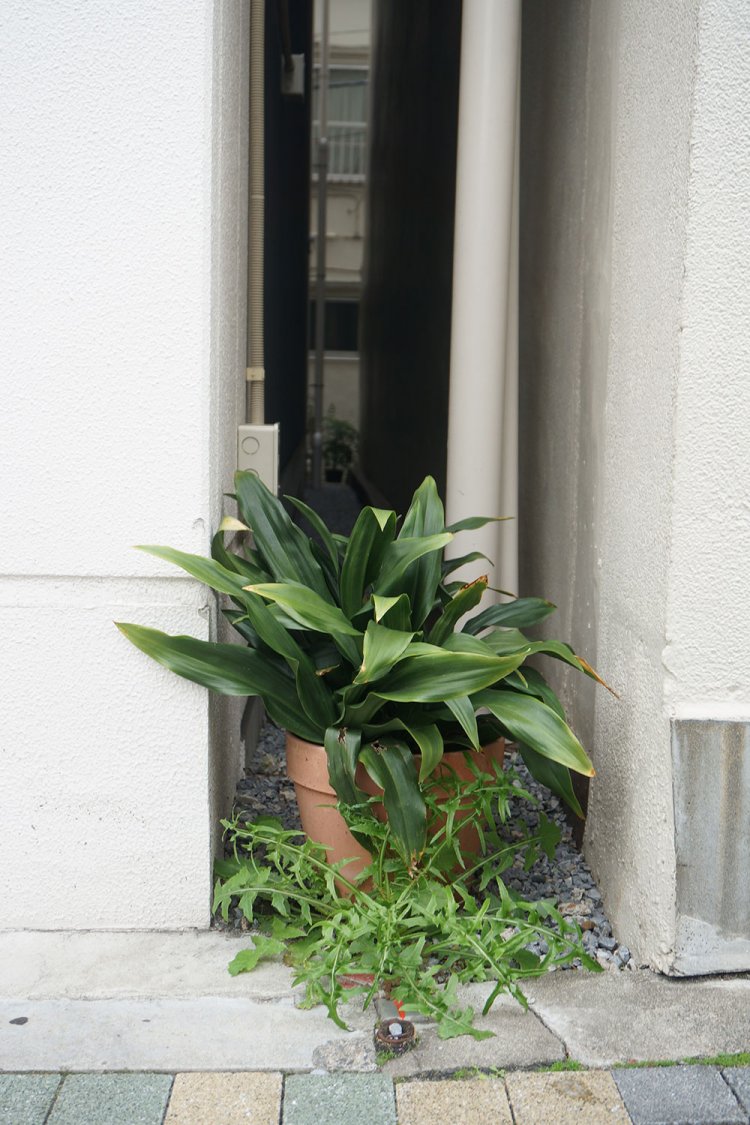 壁の間に鉢植えで置かれている万年青（おもと）。下には雑草も。