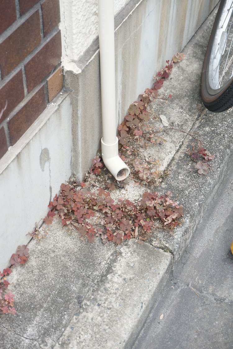 これはアカカタバミという植物だそう。