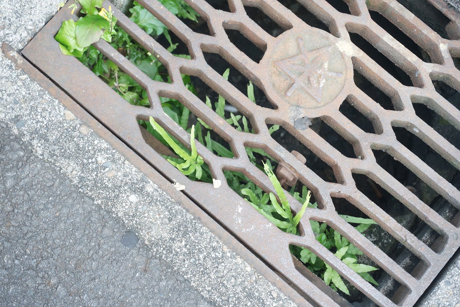 「グレーチング(格子状の蓋)の下もドロとか水が貯まるし、意外と太陽光も入るので、植物の宝庫なんです。シダ植物は生えやすいですね」と村田さん。