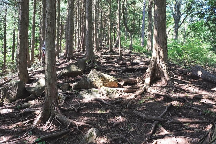 倉岳山山頂手前にはヒノキ林が続く。山頂直下は、けっこうな急坂。