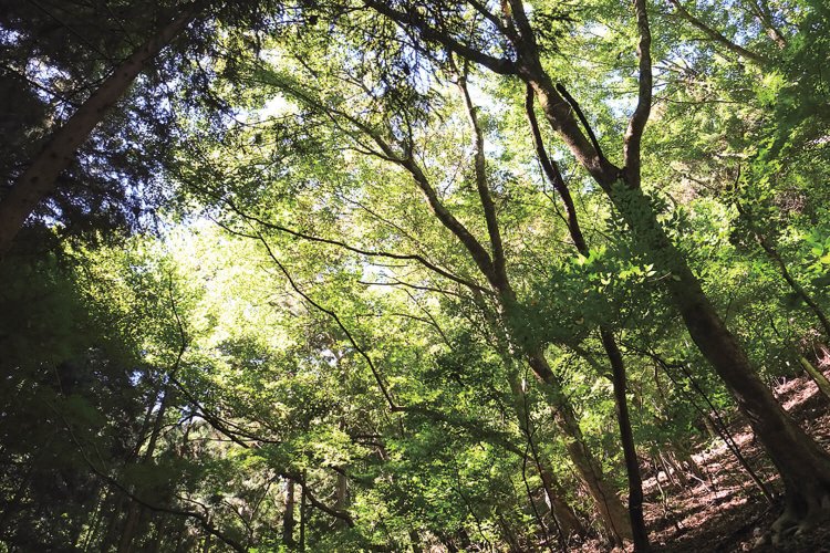 2番目のトチノキの大木付近の森。