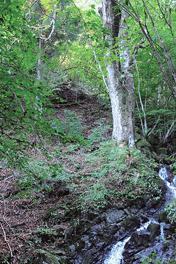 穴路峠下にもトチノキの大木あり。