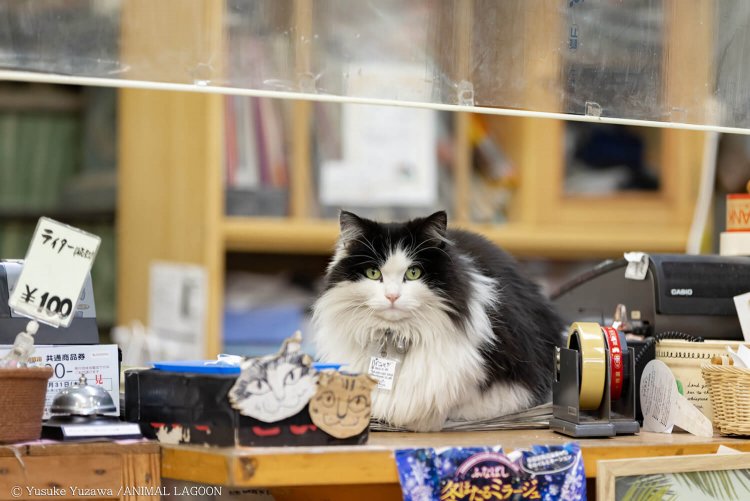 驚かせてはいけないので遠くから望遠レンズで狙ってます。