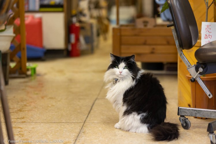 「おかしな奴が来たぞ」と言わんばかりの表情でこちらを見つめる猫さん。驚かせてごめんよ。