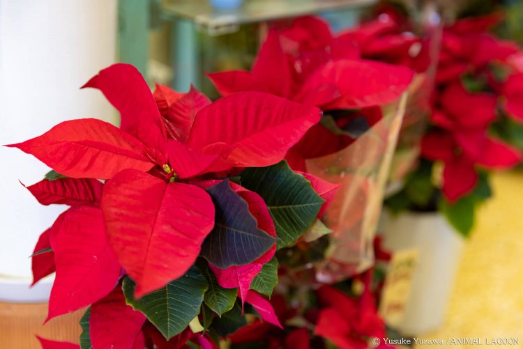 ポインセチア。