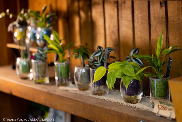 小さな観葉植物もおしゃれですね。