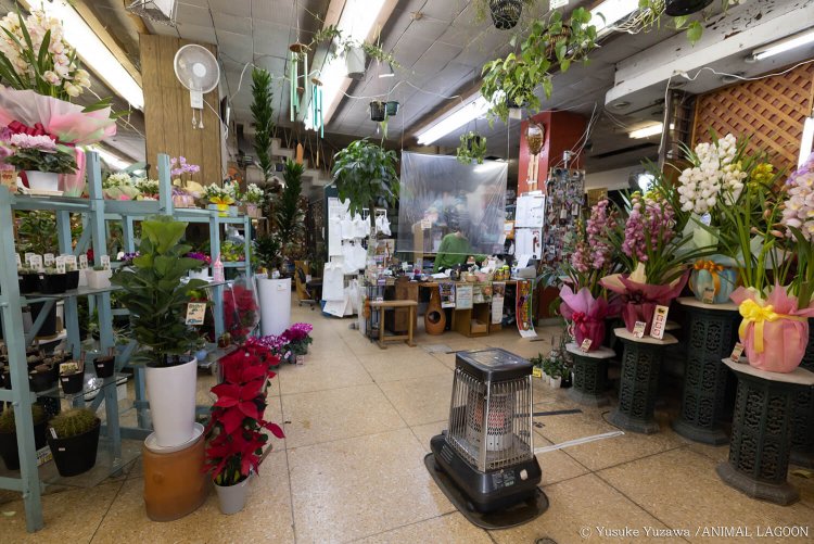 お店に入ると綺麗な花がお出迎えをしてくれます。