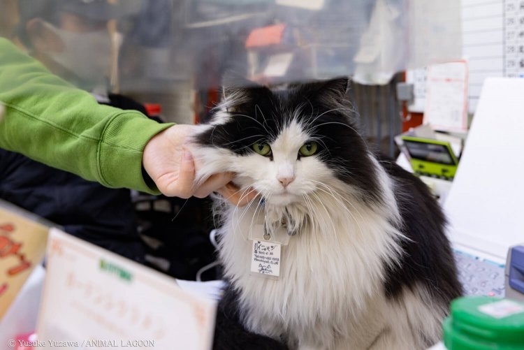船橋の老舗花屋『伊東屋』の看板猫、パイニャンさんとちびたん
