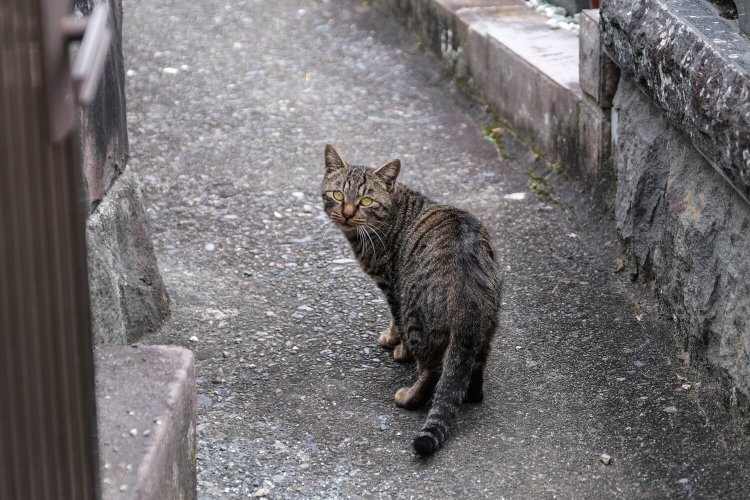 「おまえ、見たことない気がするニャー？」