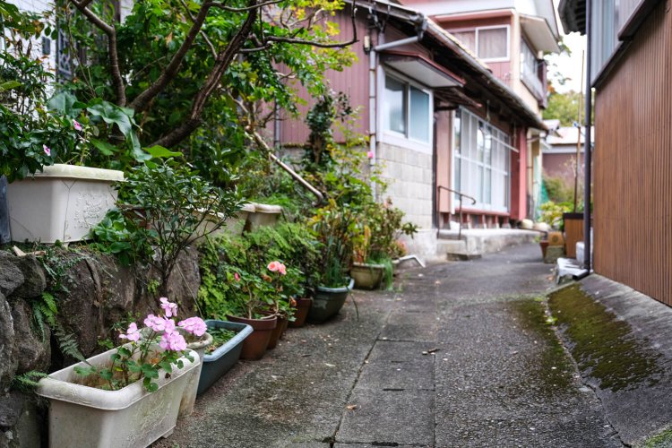 道端に置かれたプランターを通して季節の花に出合えるのも背戸道ならではの風情だ。