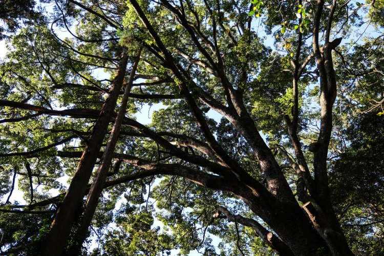 頭上を巨樹が覆い、人工林とは思えないほどうっそうとしている。