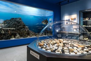 遠藤貝類博物館