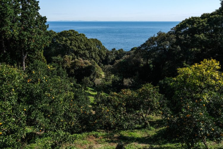 傾斜した園内では、さまざまな角度からみかん畑越しに相模湾を見通せる。