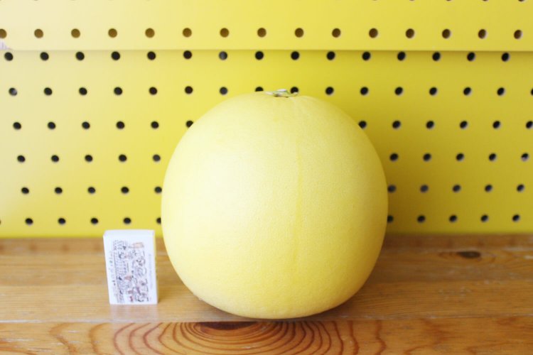 みよ！この大きさを！