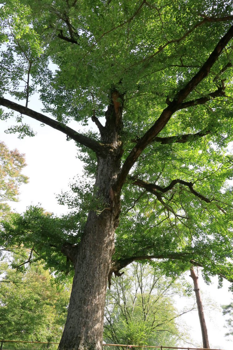 大イチョウ。天に向かって幹が一直線に伸びている。