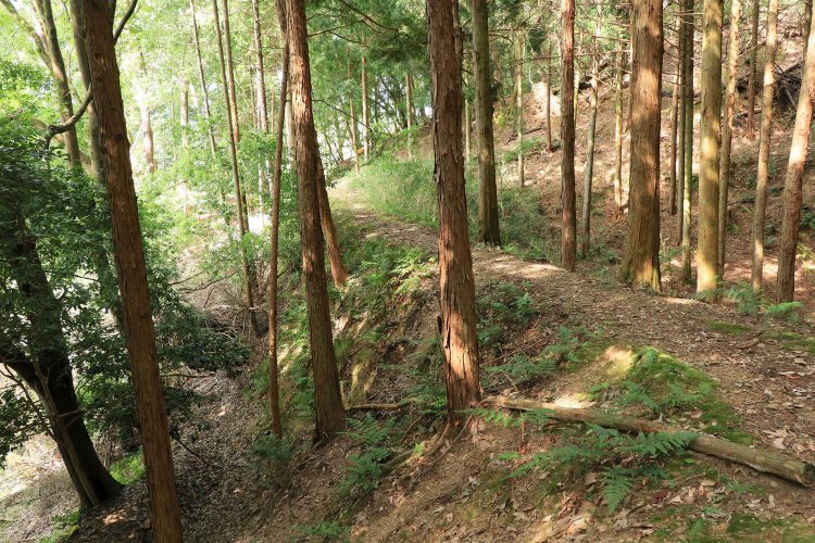 土橋。緩やかに弧を描いている。