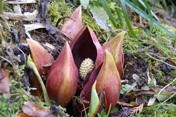 内側の卵球形は花の集まりとか（写真提供：大田原市商工観光課）。