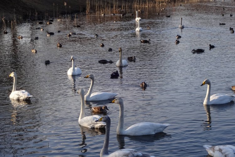 羽田沼にはカモの姿も多い（写真提供：大田原市商工観光課）。