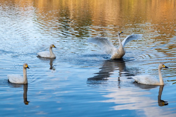 ため池ながら、自然の豊かさが感じられる琵琶池に飛来したコハクチョウ。