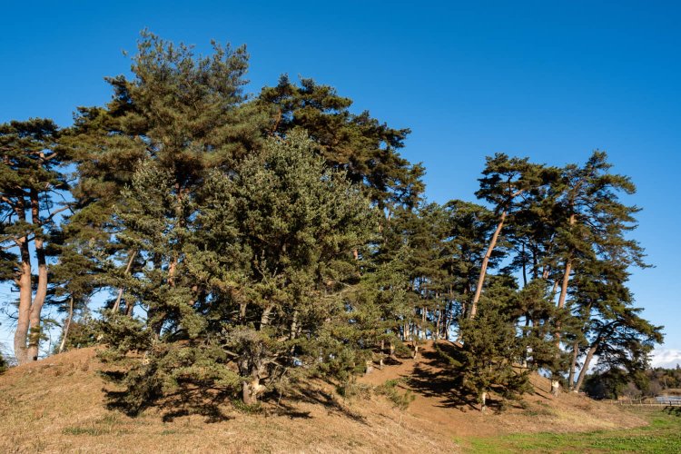 『 なす風土記の丘 湯津上資料館』からほど近い下侍塚古墳。黄門様の指示により植えられたアカマツの子孫が、今も生い茂っている。