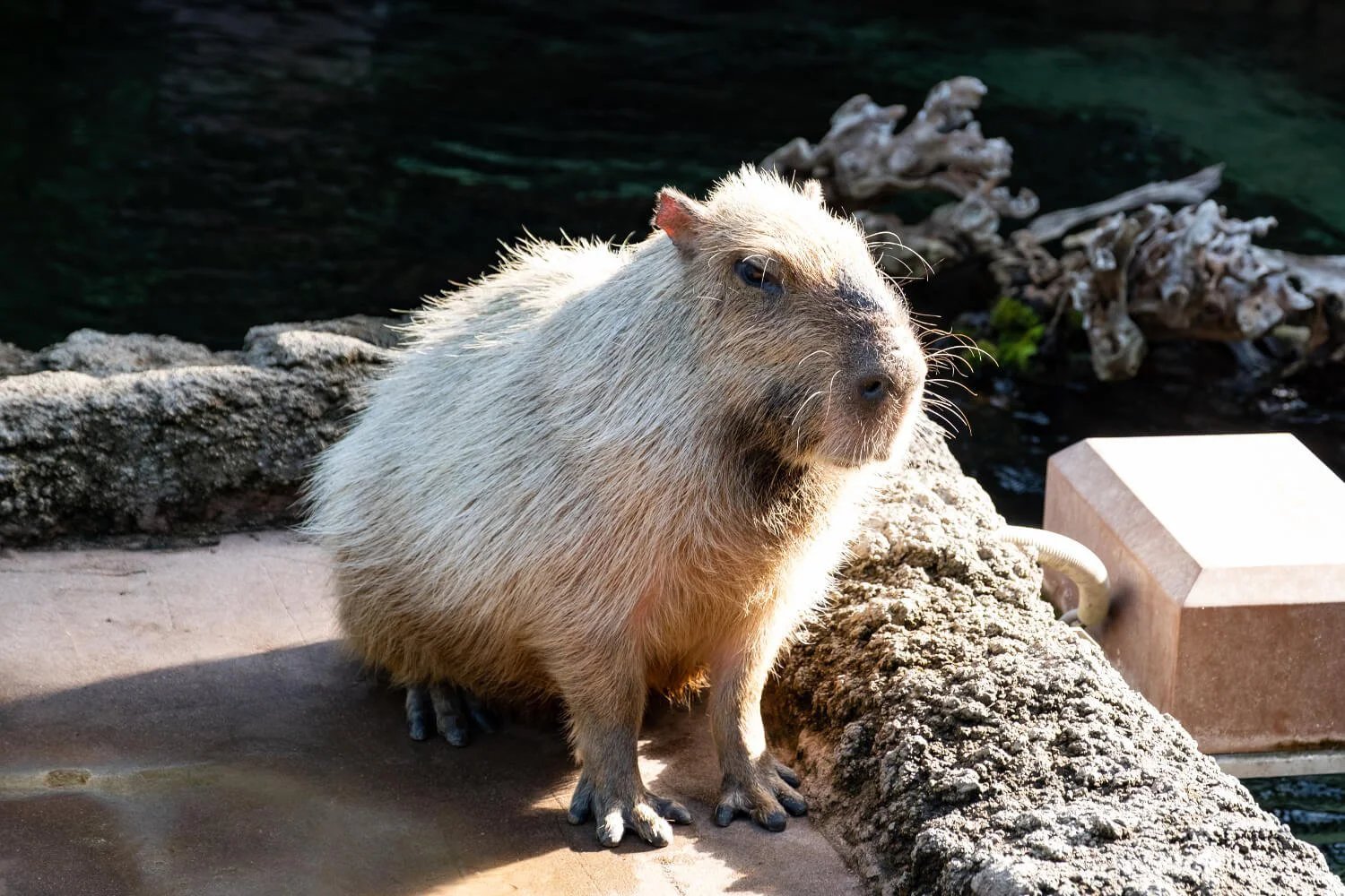 栃木県なかがわ水遊園 栃木県 博物館 美術館 さんたつ By 散歩の達人