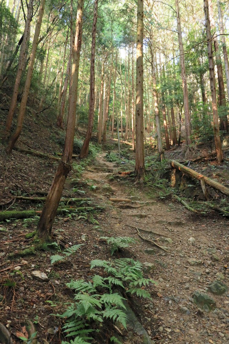 谷伝いに細い山道が伸びる。
